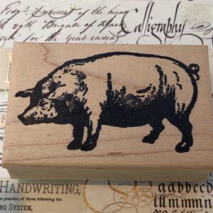 Handsome pig