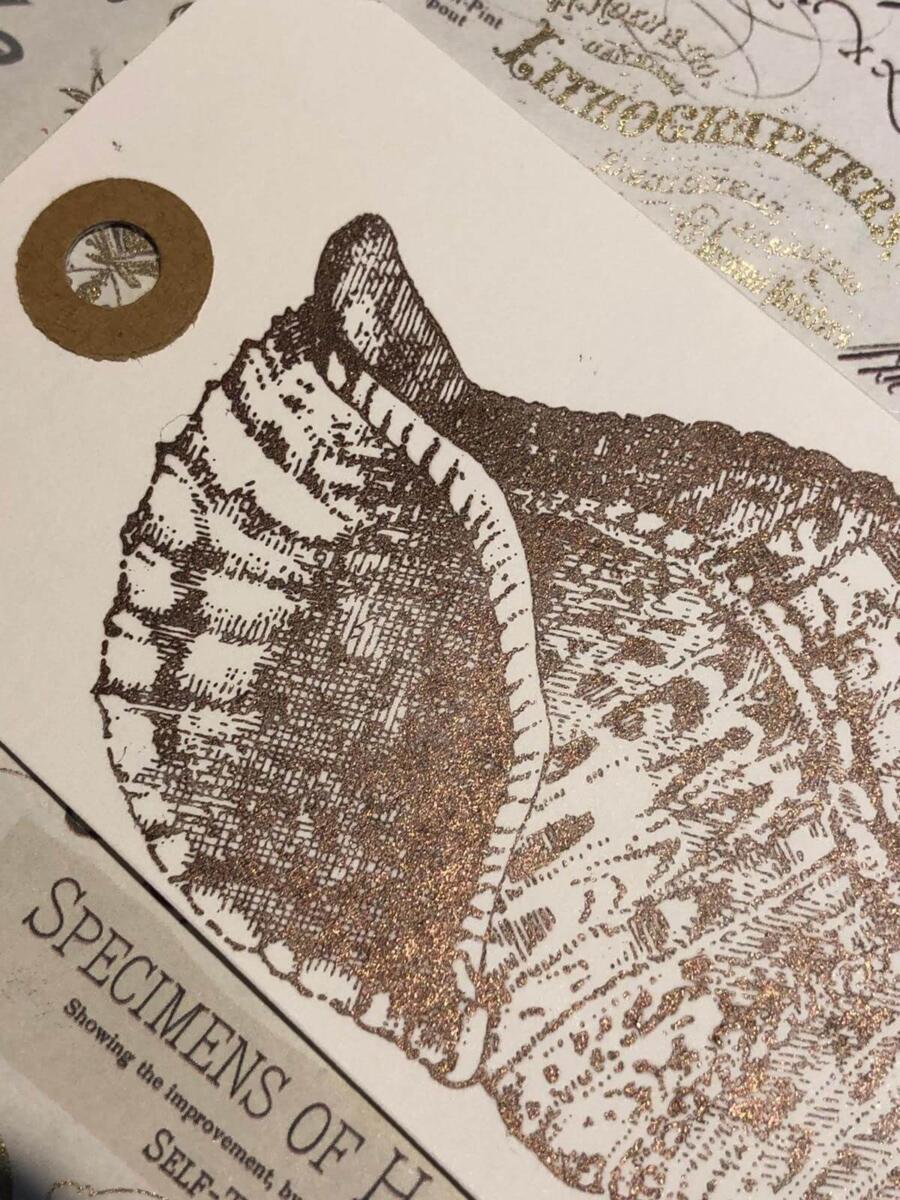 Delicata dark brown shimmer - Afbeelding 2