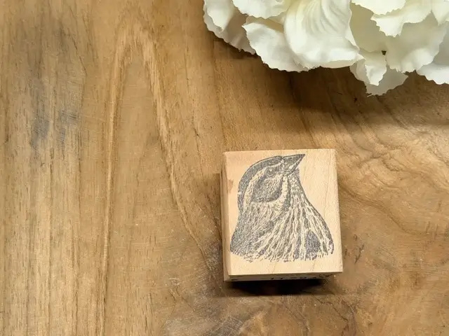 Northern waterthrush head